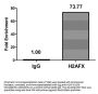 H2AFX (Ab-139) Antibody