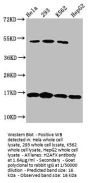 H2AFX (Ab-139) Antibody