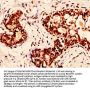 H2AFX (Ab-139) Antibody