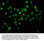 H2AFX (Ab-139) Antibody