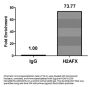 H2AFX (Ab-139) Antibody