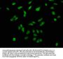 Phospho-H2AFX (S139) Antibody