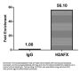 Phospho-H2AFX (S139) Antibody