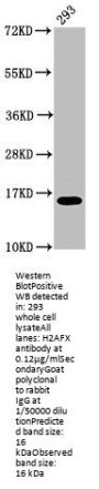 H2AFX (Ab-142) Antibody