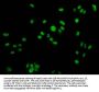 Phospho-H2AFX (Y142) Antibody