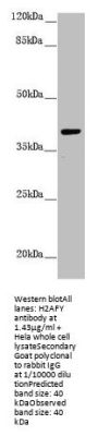 H2AFY Antibody