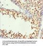 H2AFY Antibody