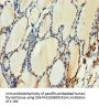 H2AFY Antibody