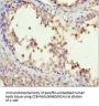 H2AFY Antibody