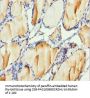 H2AFY Antibody