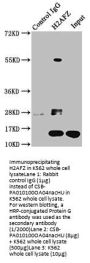 H2AFZ (Ab-4) Antibody