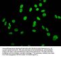 H2AFZ (Ab-4) Antibody
