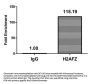 H2AFZ (Ab-4) Antibody