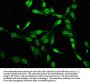 H2AFZ (Ab-4) Antibody