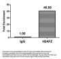 H2AFZ (Ab-4) Antibody