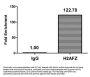 Acetyl-H2AFZ (K7) Antibody