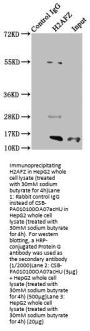 Acetyl-H2AFZ (K7) Antibody