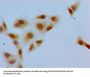 Mono-methyl-H2AFZ (K7) Antibody