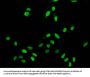 Mono-methyl-H2AFZ (K7) Antibody