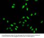 Mono-methyl-H2AFZ (K7) Antibody