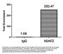 Acetyl-H2AFZ (K11) Antibody