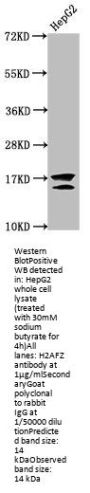 Acetyl-H2AFZ (K11) Antibody