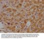 H6PD Antibody
