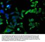 HAP1 Antibody