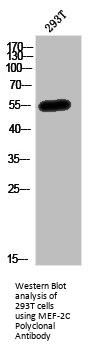 MEF2C Antibody