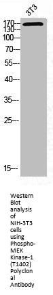 Phospho-MAP3K1 (T1402) Antibody
