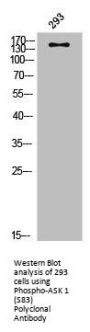 Phospho-MAP3K5 (S83) Antibody