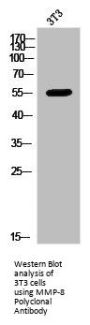 MMP8 Antibody