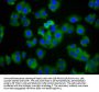 HCN1 Antibody