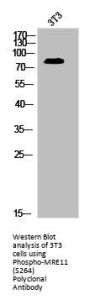Phospho-MRE11A (S264) Antibody