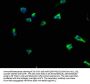 HCRTR1 Antibody