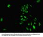HDAC3 Antibody