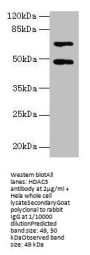HDAC3 Antibody