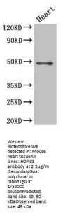 HDAC3 Antibody