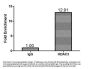 HDAC3 Antibody