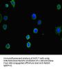 HDAC5 Antibody