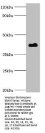 HDAC8 Antibody
