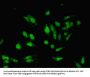 HDAC8 Antibody