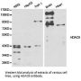 HDAC9 Antibody