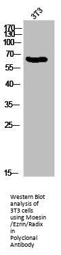 MSN/RDX/EZR Antibody