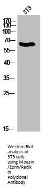 MSN/RDX/EZR Antibody