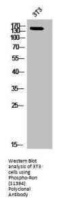 Phospho-MST1R (S1394) Antibody