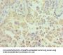 N6AMT1 Antibody