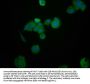 HEPACAM Antibody
