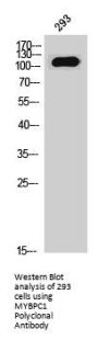 MYBPC1 Antibody