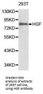 HGF Antibody